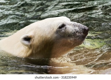 1,462 Black bear swimming Images, Stock Photos & Vectors | Shutterstock