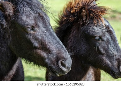 Closeup Head Pottoka Mare Her Young Stock Photo 1563295828 | Shutterstock