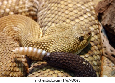 1,347 Rattlesnake head closeup Images, Stock Photos & Vectors ...