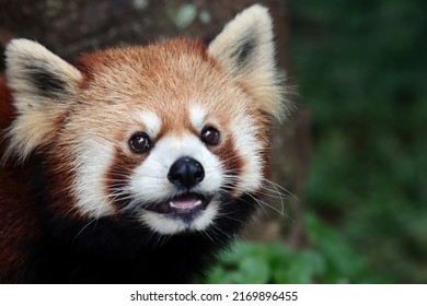 Closeup head red panda "Ailurus fulgens", Red panda closeup - Shutterstock ID 2169896455