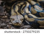 Close-up of the head of a reticulated python resting on the ground