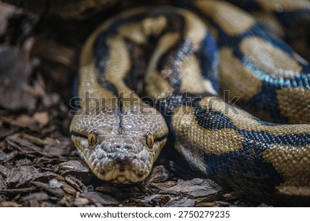 Close-up of the head of a reticulated python resting on the ground