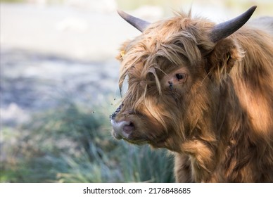 4,793 Scottish highland closeup Images, Stock Photos & Vectors ...