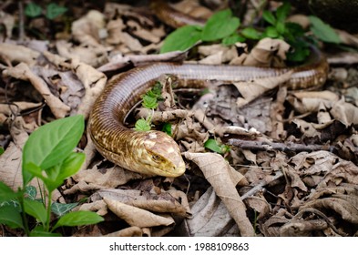 627 Lizard Burrow Images, Stock Photos & Vectors 