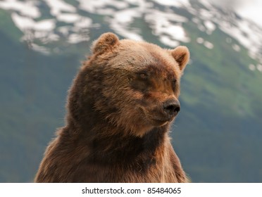 closeup head shot of an Alaskan Grizzly bear