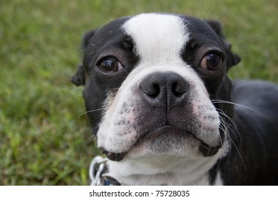 Close-up Head Shot Of Black And White Boston Terrier Dog With Ears Back And Funny Look Outside In Grass