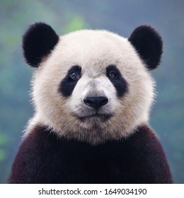 Closeup Head Shot Of Giant Panda Bear
