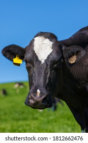 A Closeup Head Shot Of A Single Black And White Holstein Dairy Cow Outdoors Against A Blue Sky, With Other Cows In The Background