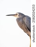 Closeup head and shoulder side portrait of a White-faced Heron (Egretta novaehollandiae) perched quietly in front of a plain white background.