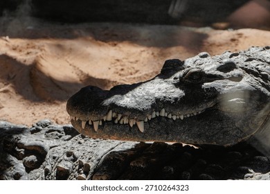 Close-up of a crocodile’s head, showing sharp teeth and detailed textured scales, with a focused predatory gaze.