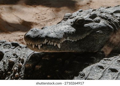Close-up of a crocodile’s head, showing sharp teeth and detailed textured scales, with a focused predatory gaze.