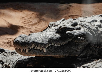 Close-up of a crocodile’s head, showing sharp teeth and detailed textured scales, with a focused predatory gaze