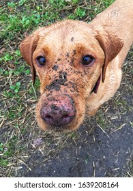 A Close-up Of The Head Of A Very Dirty Labrador Retriever Dog With Dirt All Over Its Face After A Long And Muddy Dog Walk In A Funny Dog Image With Copy Space