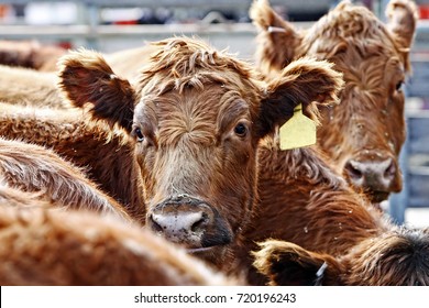 Close-up of the heads of curious Red Angus cattle during feeding time in an outdoor pen - dust from the hay and outdoor enclosure swirl in the air around their heads.