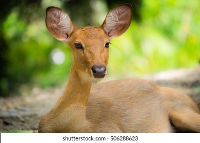 close-up head-shot of a cute female deer sit in the ground and curious look up the camera 