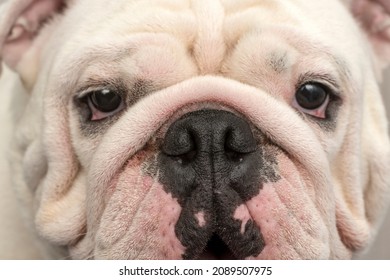 Closeup headshot of a white english bulldog