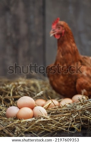 closeup heap of eggs with red chicken in dry straw inside a wooden henhouse on the background