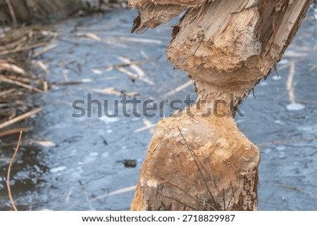 Close-up of a heavily gnawed tree base beside icy water. Detailed texture of beaver bite marks and exposed wood fibers.