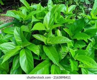 244 Rami plant Images, Stock Photos & Vectors | Shutterstock