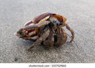 Cicada Molting Process Insect Molting Process Stock Photo 1332684380 