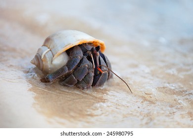 Closeup Hermit Crab Spiral Shell On Stock Photo 245980795 | Shutterstock