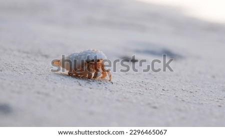Close-up of hermit crab walking on white sand beach of tropical island, selective focus