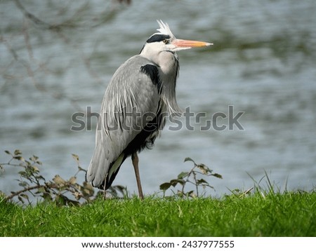 Close-up of heron in a field