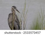 A close-up of a heron standing in tall grass by the water