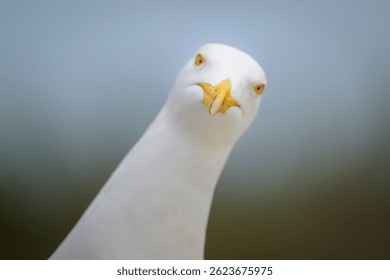 Close-up of Herring Gull seagull head and face looking straight at camera 