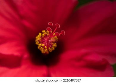 Close-up Of Hibiscus Flower Stigma.