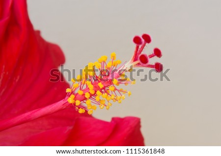 closeup of hibiscus rosa sinensis flower revealing male and female reproductive organs stamen and pistil