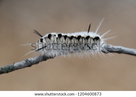Closeup of a hickory tussock moth caterpillar on a branch.