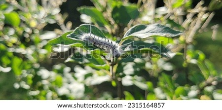 Closeup Hickory Tussock Moth Caterpillar  