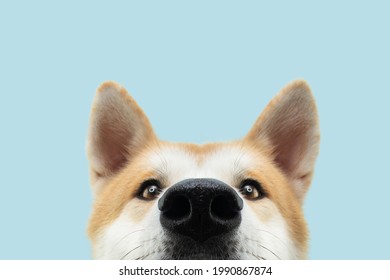 Close-up hide akita dog head. Isolated on blue background.