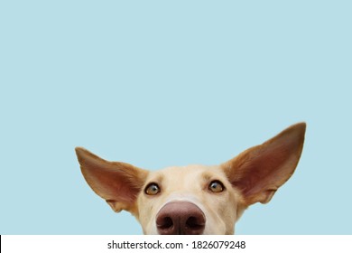 Close-up Hide Attentive And Listening Puppy Hound Dog With Big Ears. Isolated On Blue Colored Background.