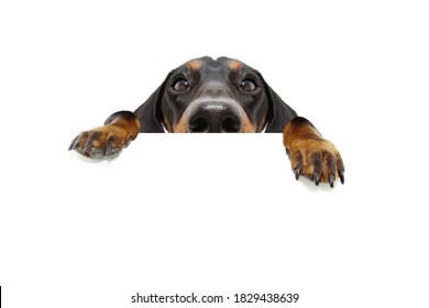 Close-up hide black dachshund dog looking and hanging paws over a blank sign with room for text. Isolated on white background. 
