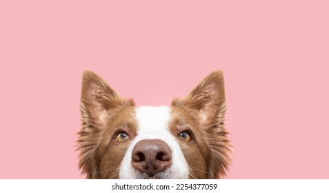 Close-up hide border collie puppy dog looking. Isolated on pink pastel background - Shutterstock ID 2254377059