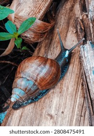 A close-up high angle shot of a large wild terrestrial land snail with a detailed brown spiral shell crawling slowly on textured dry wood logs near fresh green leaves in a moist tropical forest environment.