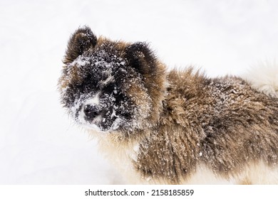Closeup High Angle View Of An Adorable Fluffy Puppy. Akita Inu Pure Breed Pup Outdoors During Winter On Snow Covered Ground With Snowflakes On Head.
