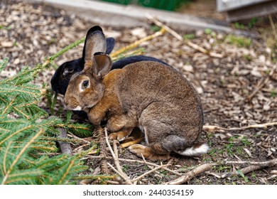 Close-up high angle view of two rabbits outdoors eating bark tree of Christmas tree at Swiss City of Zürich on a cloudy spring day. Photo taken March 21st, 2024, Zurich, Switzerland.