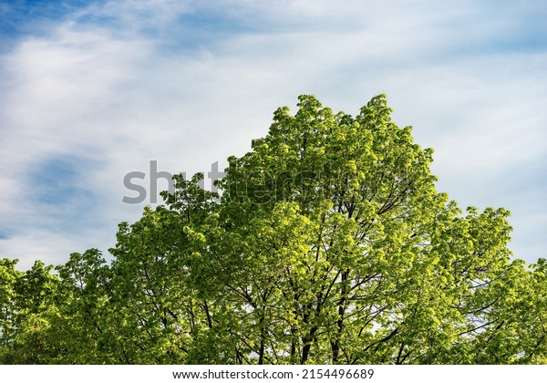 Closeup of\
high section of a sunny green deciduous tree in springtime against\
a blue sky with clouds and copy\
space.