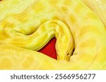 The close-up high-angle view of an Albino Burmese python snake on the red surface