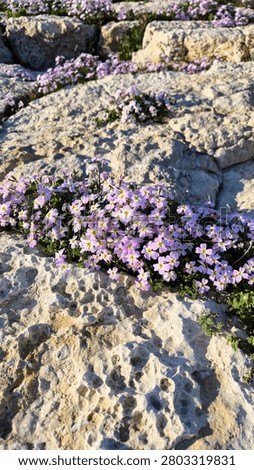 A close-up, high-angle view of delicate, pale purple Malcolmia maritima flowers (Virginian stock) blooming in clusters on a textured, pitted limestone rock formation along a coastline. The scene is bathed in strong, direct sunlight, creating sharp contrasts and highlighting the rough texture of the rock and the soft petals. The vertical orientation shows layers of the rocky terrain receding with more floral patches in the background.