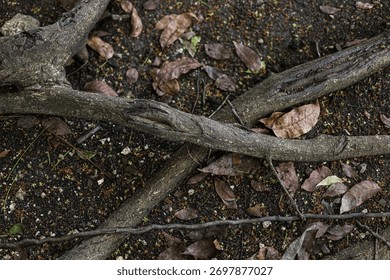 ​A close-up, high-angle view of exposed tree roots intertwining across a dark, damp forest floor.