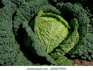 A close-up, high-angle view of a large head of curly kale (brassica oleracea var. sabellica) growing in a field, surrounded by its intensely dark green, crinkly leaves.