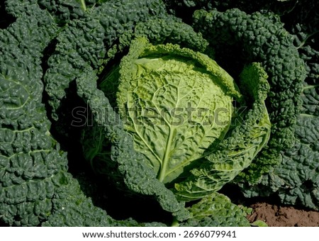 A close-up, high-angle view of a large head of curly kale (brassica oleracea var. sabellica) growing in a field, surrounded by its intensely dark green, crinkly leaves.