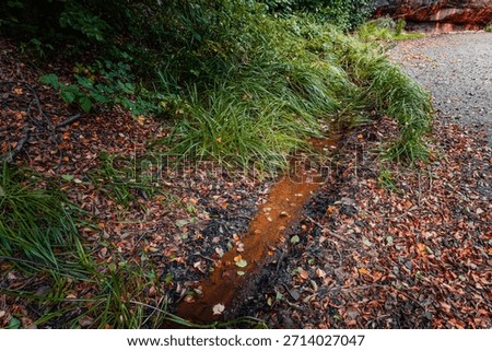 Close-up, high-angle view of a small forest stream in Ramlosa Brunnspark (Ramlosa Health Resort Park), Helsingborg, Sweden, during autumn. The water exhibits a distinct orange or rust color due to nat