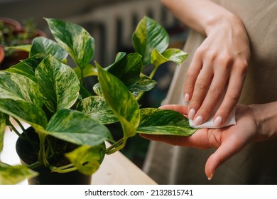 Close-up high-angle view of unrecognizable female florist in apron removing dust from green foliage of plants in floral shop. Closeup young woman taking care of houseplants at home, dusting flowers.