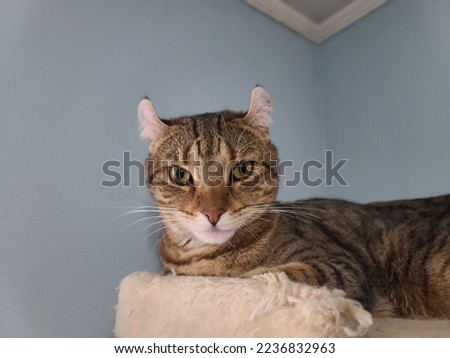 A closeup of a highlander cat sitting atop a cat tower.