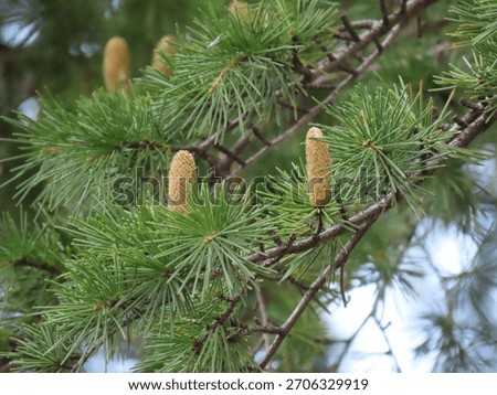 Close-up of Himalayan Cedar Cone